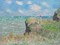 Cliff Walk at Pourville Poster Print by Claude Monet - Item # VARPDX3CM1044